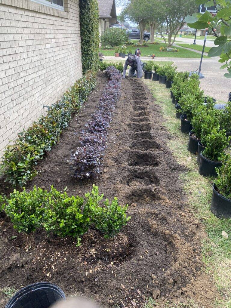 Beautifully landscaped front garden bed with vibrant purple foliage and green shrubs, framed by a brick border in front of a home, maintained by Eric's Tidy Turf.